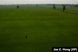 A farmer sprays fertilizer onto the rice fields in Long An province in southern Vietnam's Mekong Delta, Tuesday, Jan. 23, 2024. (AP Photo/Jae C. Hong)