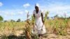 A villager shows maize crops wilting in a field, in Mumijo, Buhera district, east of the capital Harare, Zimbabwe, March 16, 2024. 
