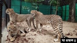 অব্যাহত চিতামৃত্যু, তবু সুপ্রিম কোর্টে কেন্দ্রের দাবি ভালো আছে চিতারা