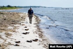 Horseshoe Crab Blood Harvest