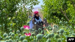 FILE - Taliban security personnel destroy a poppy plantation at Jar Qala village in Chimtal district of Balkh province on May 1, 2023.