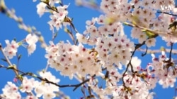 Türkiyədə Novruz bayramı