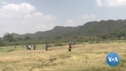 በትግራይ ክልል ስምንት ወረዳዎች የአንበጣ መንጋ እንደተከሠተና ጉዳትም ማድረስ እንደጀመረ ተገለጸ