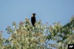 A male bobolink stands on top of a shrub near its nest in Denton, Nebraska, on June 20, 2023.