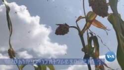 ኣብ ሸሞንተ ወረዳታት ክልል ትግራይ ኣንበጣ ተራእዩ