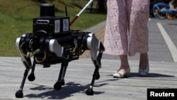 A visually impaired person walks with a six-legged robot "guide dog" during a demonstration of a field test for a Shanghai Jiao Tong University test team, in Shanghai, China June 18, 2024. (REUTERS/Nicoco Chan)