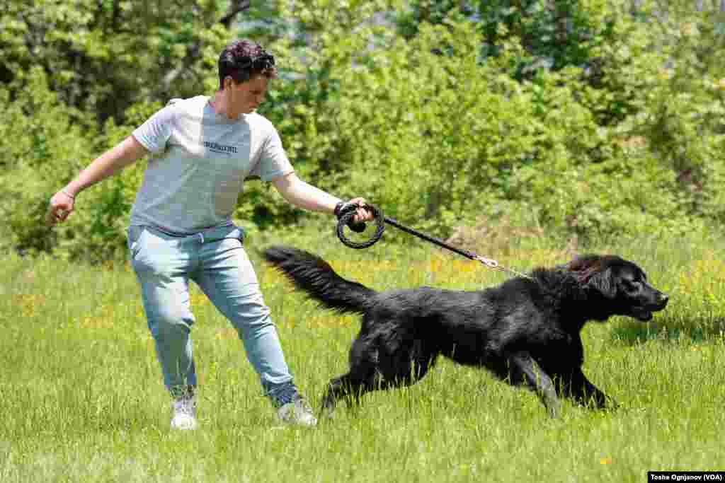 Exhibition of Macedonian shepherds dog Karaman (Изложба на македонско автохтоно овчарско куче караман)