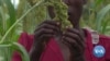 Zimbabweans Turning to Small Grains to Beat Climate Change