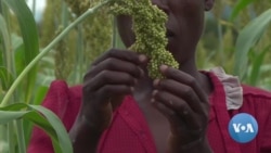 Zimbabweans Turning to Small Grains to Beat Climate Change