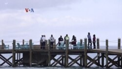 Perubahan Iklim Ikut Tingkatkan Serangan Hiu?