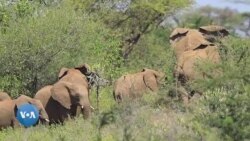 Lafti Da'oo Arbaa Baabbillee Seeraa Ala Saamamaa Jira, Jedhame