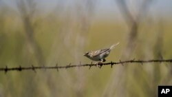 រូបឯកសារ៖ សត្វ​ចាប​មួយ​ក្បាល​ទំ​នៅ​លើ​របង​លួស​បន្លា​នៅ​ថ្ងៃ​ទី២០ ខែមិថុនា ឆ្នាំ ២០២៣ ក្នុង​ក្រុង Denton រដ្ឋ Nebraska សហរដ្ឋអាមេរិក។ 