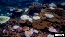 Sejumlah terumbu karang di Great Barrier Reef, Australia, memutih saat para peneliti melakukan pemantauan di kawasan tersebut pada 16 Maret 2024. (Foto: Australian Institute of Marine Science/Veronique Mocellin/ Handout via Reuters)