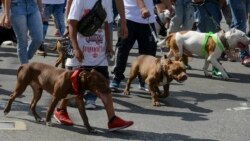 Sango ya Mokili Lelo: Nungu nungu na Kinshasa nsima na mbwa "pitbull" moko kolya mwana