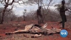  በደቡብ ኢትዮጵያ በጠናው ድርቅ የእንስሳት ሞት እና የሰዎች ጤና ከፍቷል