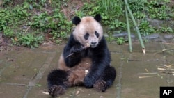 หยุน ชวน หนึ่งในสองเเพนด้าจากจีนที่ออกเดินทางมาสหรัฐฯ 