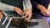 World's largest platypus conservation center welcomes first residents 