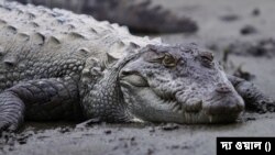 বিদ্যুৎ বিভ্রাটে রাতে চাষাবাদ, মাঠে হানা কুমিরের, কুমির ধরেই বিক্ষোভ ভারতের কর্ণাটকের কৃষকদের