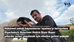 Hükümet sokak hayvanlarını "uyutma"yı tartışırken Diyarbakırlı veteriner onları yaşatıyor 