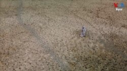 កសិដ្ឋាន​អ៊ីរ៉ាក់​ត្រូវ​បាន​លេបត្របាក់​ដោយ​វាលខ្សាច់ក្តៅហួតហែង