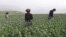 FILE - Afghan farmers harvest opium sap from a poppy field in Argo district of Badakhshan province, June 30, 2024.