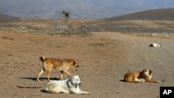 در بیشتر موارد ویروس رابیس از سگ‌های آلوده به این ویروس به انسان منتقل می‌شود.