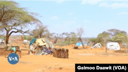 Buufata namoonni sababa ongeetiin buqahan keessa jiran, Yaabeelo, Boorana, Guraandhala 28, 2023