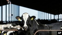 ፋይል - ካልፎርኒያ ውስጥ በሚገኘ የወተት ፋብሪካ ውስጥ የሚገኙ ላሞች ምስል - ህዳር 23፣ 2016