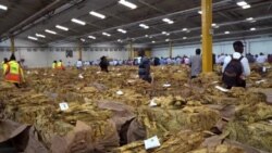 Zimbabwe Pins Hope for Economy on Tobacco