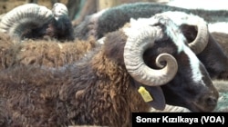 Üreticiler kurbanıikların ellerinde kalmasından şikayetçi