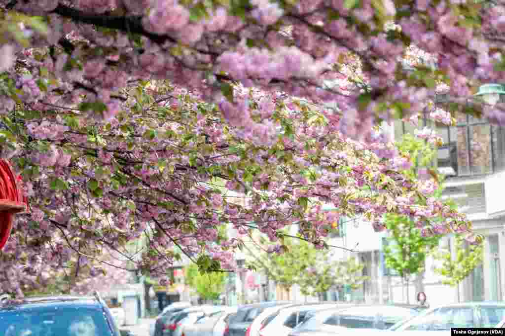 Cherry Blossom in Skopje