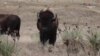 Բնիկ ժողովուրդների ջանքերով ԱՄՆ-ում բիզոնները վերադառնում են