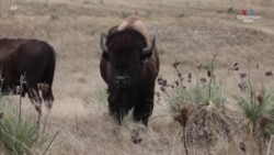 Բնիկ ժողովուրդների ջանքերով ԱՄՆ-ում բիզոնները վերադառնում են