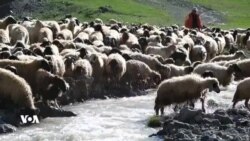 Sewalkar û Koçerên Wanê, Pezê Xwe Derxistine Çer û Jîngehê