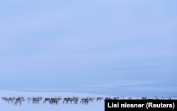 A herd of reindeer is seen in the barren winter landscape near Geadgebarjavri, up on the Finnmark plateau, Norway, March 13, 2024. (REUTERS/Lisi Niesner)