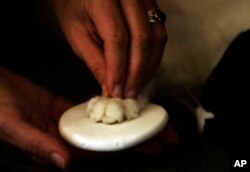 FILE - Dokter hewan Dr. Mary Gardner membuat cetakan kaki dari tanah liat basah setelah "menidurkan" Andy, kucing yang berusia 10 tahun milik Mike Kelley di rumah Kelley di Pantai Newport, California, 9 November 2013.(AP/Reed Saxon)