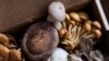 How to Grow Mushrooms Indoors