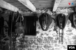 La agricultura y la ganadería son unas de las esferas económicas de la comunidad Amish en Nueva Jersey, Estados Unidos. [Fotografía: Ismael Rodríguez/VOA]