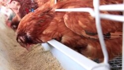 Menyantap Daging Tanpa Sembelih Hewan lewat Kultivasi Sel