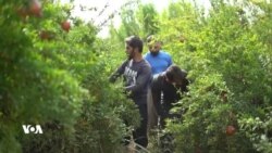 
هەناری هەڵەبجە بۆ وڵاتانی ئەوروپا هەناردە دەکرێت
