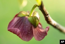 This April 17, 2010, image provided by the Missouri Dept. of Conservation shows the blossom of a pawpaw tree attached to a branch in Missouri. The flower has an odd scent reminiscent of fermenting grapes. (Missouri Dept of Conservation via AP)