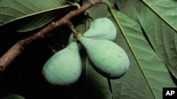 This July, 1991, image provided by the Missouri Dept. of Conservation shows a cluster of pawpaw fruits on a tree in Missouri. The fruit, which has a creamy interior, has a flavor similar to bananas. (Missouri Dept of Conservation via AP)