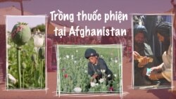 Lời nguyền ma túy