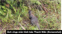 Một trong những con chuột túi được nhìn thấy ở tỉnh Cao Bằng trước khi bị bắt giữ