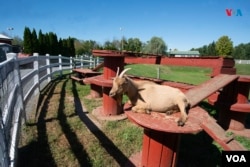 Una visita a la comunidad Amish de Lancaster, Pensilvania, Estados Unidos. [Fotografía: Ismael Rodríguez/VOA]