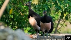 A pair of maleos look for a spot to lay an egg in Mamuju, West Sulawesi, Indonesia, Friday, Oct. 27, 2023. (AP Photo/Dita Alangkara)