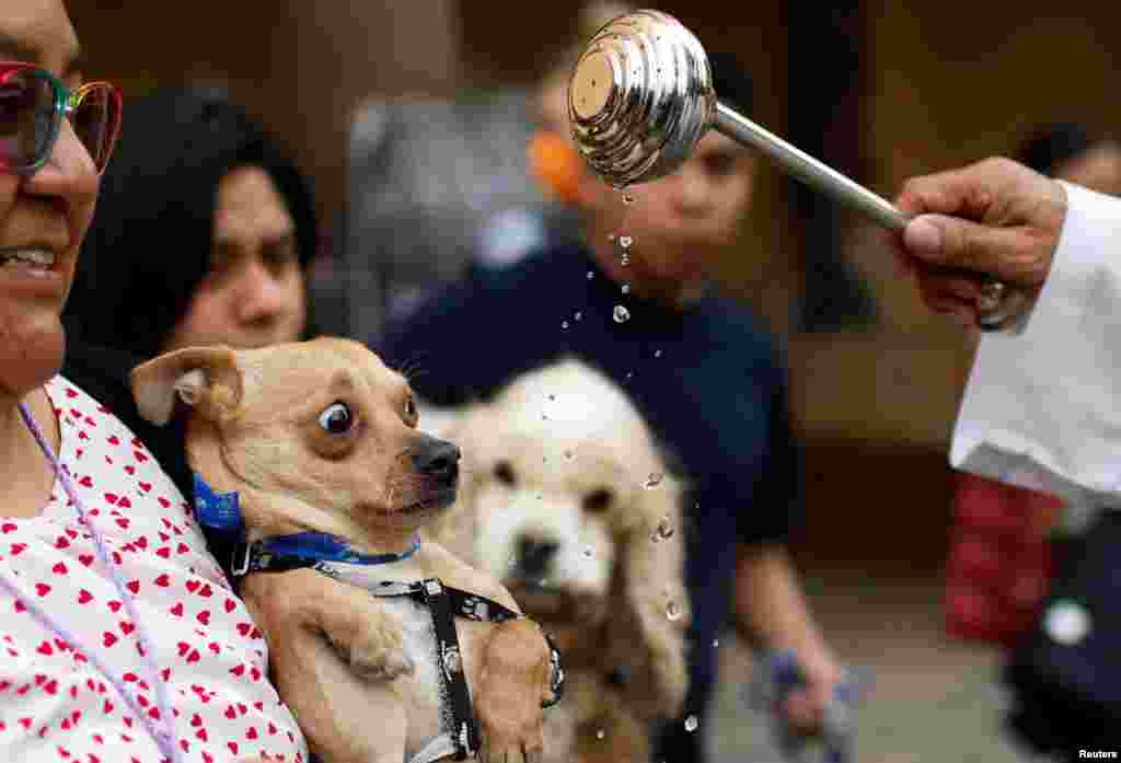 A woman holds her dog to be blessed by a priest at the Cathedral San Bernardino de Siena in Xochimilco on the outskirts of Mexico City, Mexico, Jan. 17, 2024.