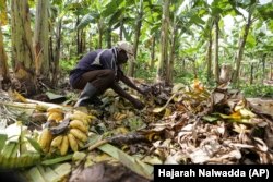 Girino Ndyanabo picks ripened bananas from a pit in his banana plantation in Mbarara, Uganda, Dec. 11, 2023. (AP Photo/Hajarah Nalwadda)