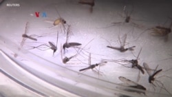 Malaria Transmisi Lokal Muncul Kembali di AS, Pertama Kali dalam 20 Tahun