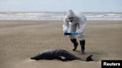 Oceanologist Liane Dias photographs a dead porpoise on the coast of the Atlantic Ocean, during an outbreak of Bird Flu, in Sao Jose do Norte, in the State of Rio Grande do Sul, Brazil, November 21, 2023. (REUTERS/Diego Vara)